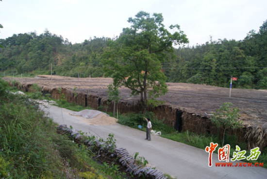 ʳ�þ���ֲ�ǽ����Ϸ���������������Ҫũҵ��ҵ֮һ