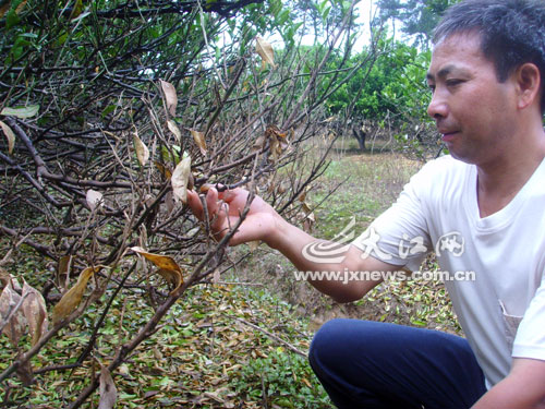 今年南丰蜜桔产量将减半