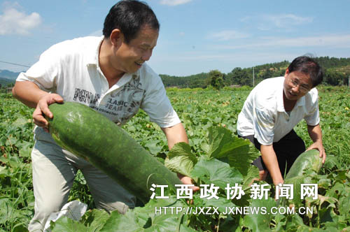 ����ʡ�Ϸ�����ЭίԱ��ũ�����ĸ߼�ũ��ʦ���ƹ�(��)���ڸ�����ʯ�����߲˻�����ũ���ں�Ƥ����������漼����