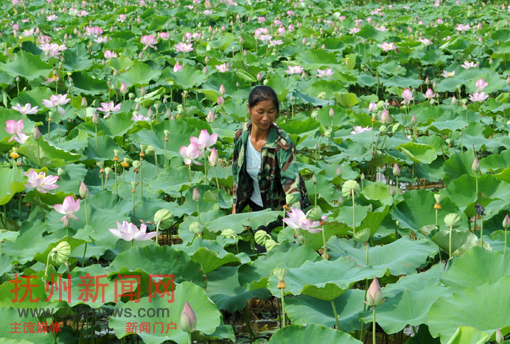 �Ϸ��ذ�����۶�����Ӵ�С��ũ���޺�÷��æ�Ų���