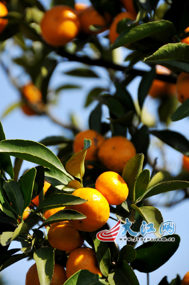 ���˵��۽۹�������