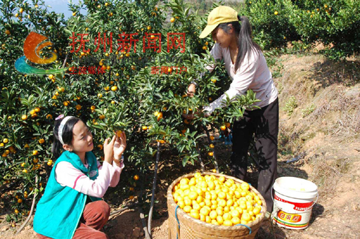 �Ϸ��ذ��������ִ��ũ��������ɽ�����������۽���ֲ�󻧲�ժ�۽�