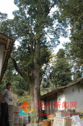 �Ϸ�����Ϫ�緢��500��춹ɼ