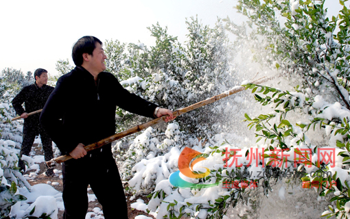 �м�ί������ĵ�Ա�ɲ�����ɽ��÷Ϫ�����������ϵĻ�ѩ