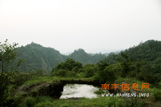池水神奇草药珍稀