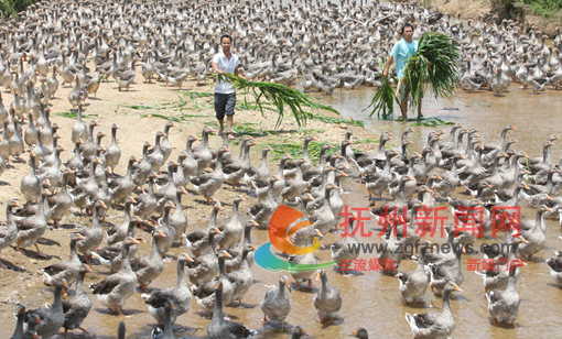 �Ϸ�ũ����ɫ��ֳ�¸�