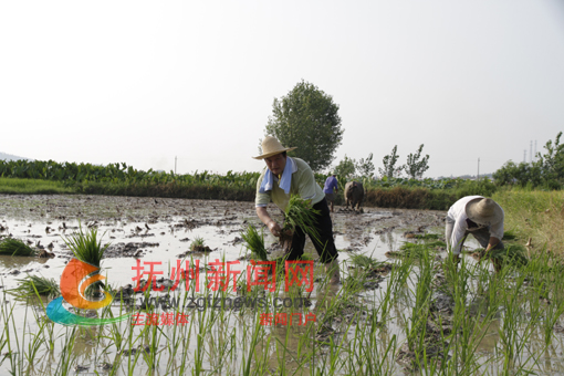 ���ؼ�ί���ظɲ���̫����̫�ʹ���������ũ��