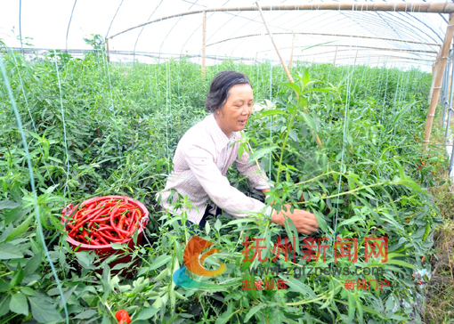 �Ϸ��ظ������߲˱�׼���������صĲ�ũ����æ�Ų�ժ����