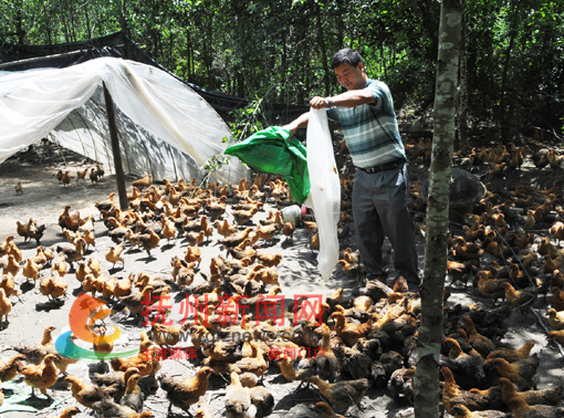 ����������Ǣ������������ڸ��鼦ιʳ