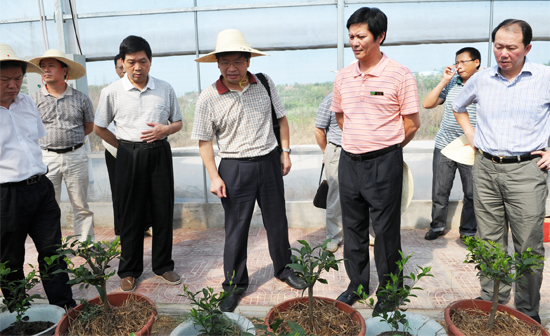 全国人大常委会委员邓秀新考察南丰蜜桔产业发展