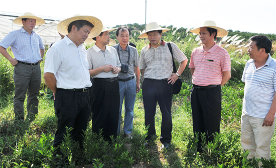 全国人大常委会委员邓秀新考察南丰蜜桔产业发展