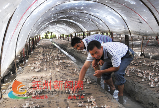 �Ϸ����������ܷ�������ƹ���ҵ�Ģ��ϲ�����