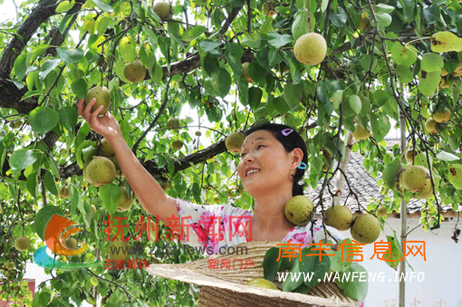 �Ϸ��ض�ƺ����Ϫ���㽭����ũ������ϲժ�ƹ�ѩ��