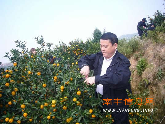 南丰县公安局组织机关民警义务采摘蜜桔帮助农民群众解忧愁