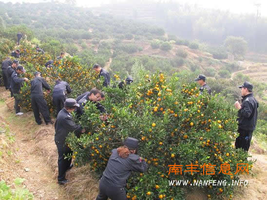 南丰县公安局组织机关民警义务采摘蜜桔帮助农民群众解忧愁