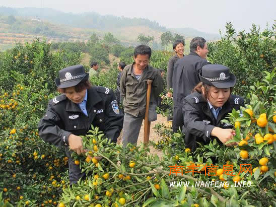 南丰县公安局组织机关民警义务采摘蜜桔帮助农民群众解忧愁