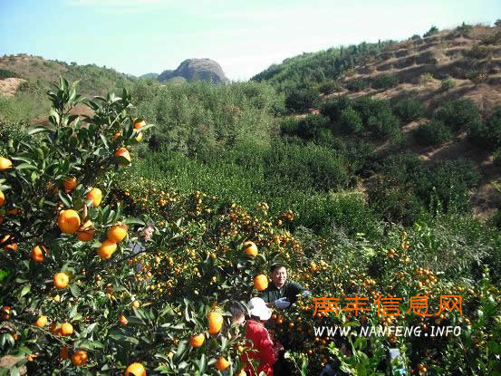 县领导刘彪文率三溪乡各工作组上山采桔并帮助困难户排忧解难