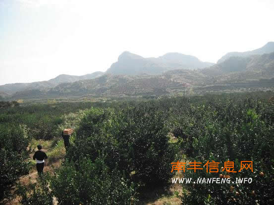 县领导刘彪文率三溪乡各工作组上山采桔并帮助困难户排忧解难