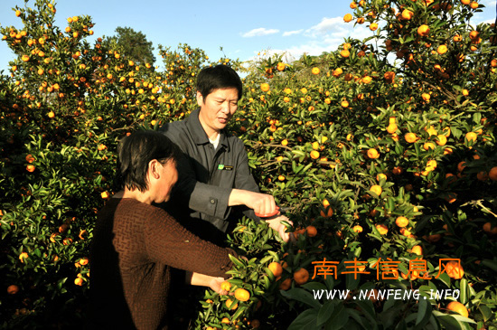 南丰县四套班子领导帮扶困难户采摘蜜桔