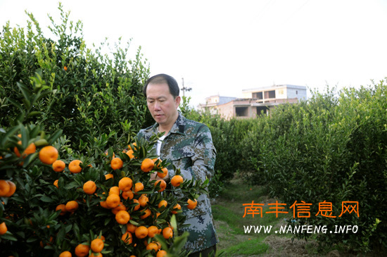 南丰县四套班子领导帮扶困难户采摘蜜桔