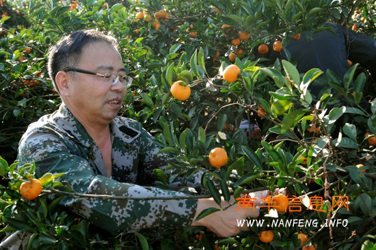 南丰县四套班子领导帮扶困难户采摘蜜桔