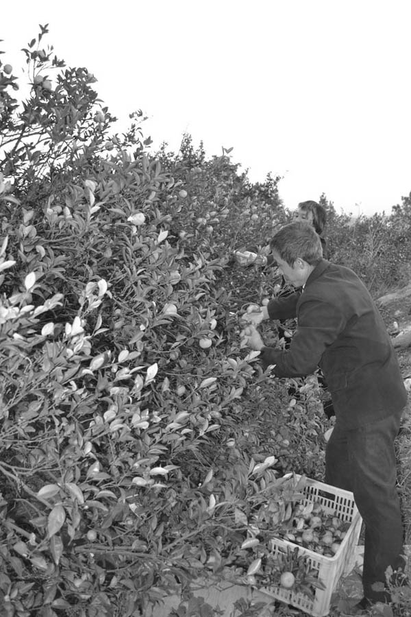 ��ɽ���ٵĳ�����