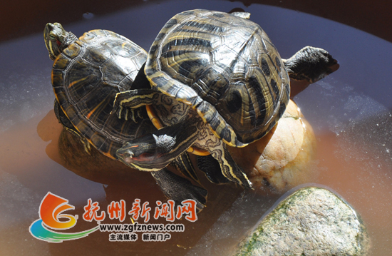南丰县琴湖公园两乌龟“叠罗汉”纳凉