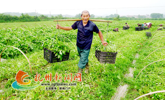 南丰桑田镇蔬菜种植面积扩大到800多亩