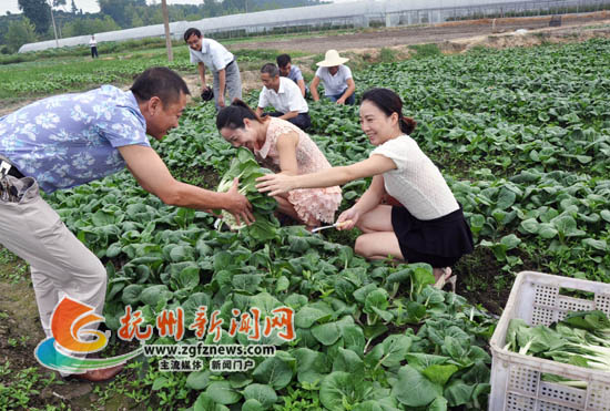 南丰居民在白舍镇瑶陂村青源蔬菜基地体验“农家乐”