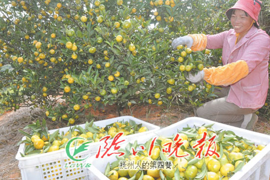 蜜桔熟了