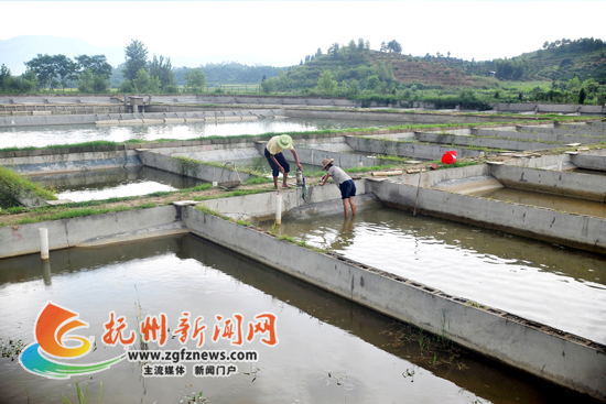 南丰县甲鱼养殖集中连片开发形成规模