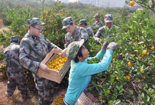 南丰:军属蜜桔丰收,民兵助阵采摘