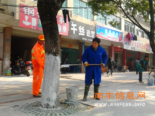 南丰县园林局组织园林工积极做好冬季树木涂白工作