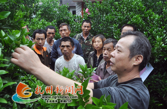 南丰县蜜桔产业局高级农艺师送科技进桔园
