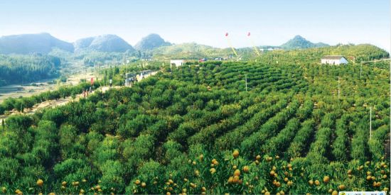 端午游蜜桔之乡南丰县美景