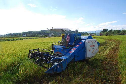 南丰13万亩水稻喜获丰收