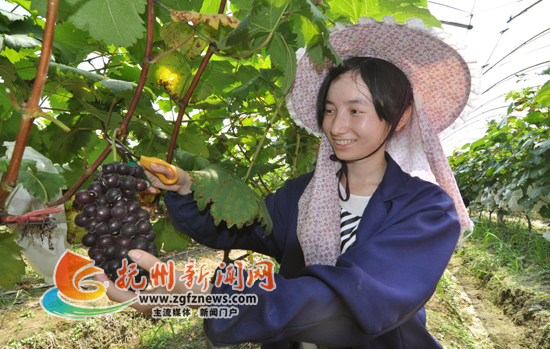 游客们在南丰县太和镇采摘葡萄 感受丰收的快乐