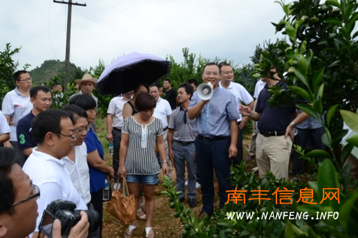 南丰3万亩蜜桔增收6千万 南丰推广无害化病虫防治