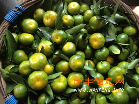 建国前南丰蜜桔的合作运销