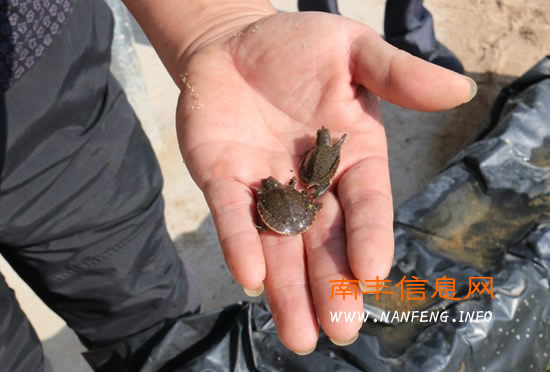 南丰县立足甲鱼特色 发展健康养殖