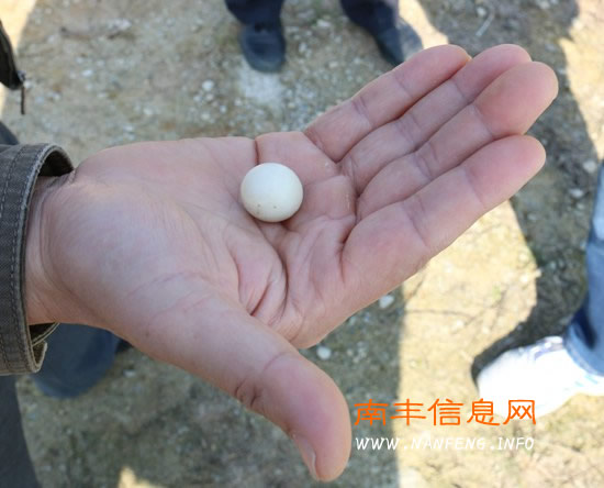 南丰县立足甲鱼特色 发展健康养殖
