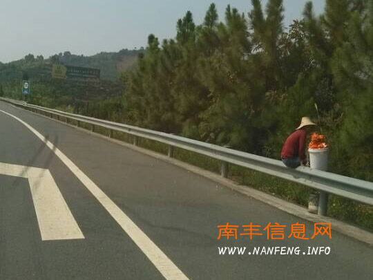 南丰桔农高速路上兜售蜜桔 危险生意屡禁不止