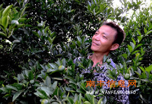南丰农民用科技夺精品桔园金奖