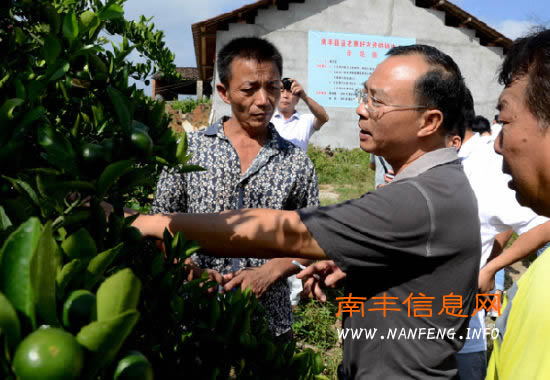 南丰农民用科技夺精品桔园金奖