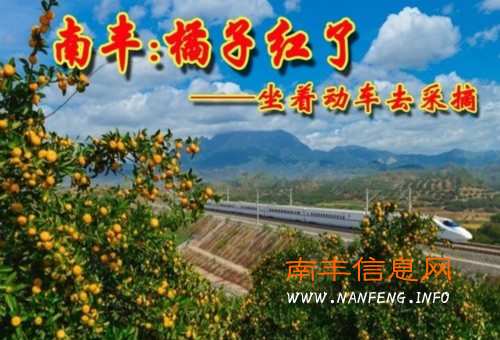 南丰万人桔海采摘品桔活动11月8日至9日举办