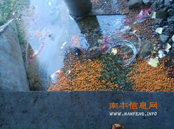 南丰蜜桔收获季 杜绝腐烂蜜桔乱丢乱倒