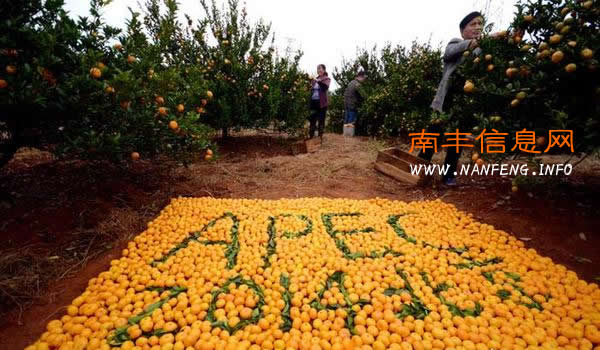 南丰桔农摆“APEC”造型 赚足游客眼球