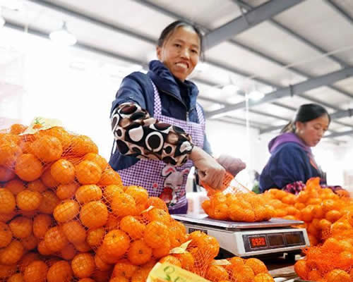 南丰蜜桔俏销海外