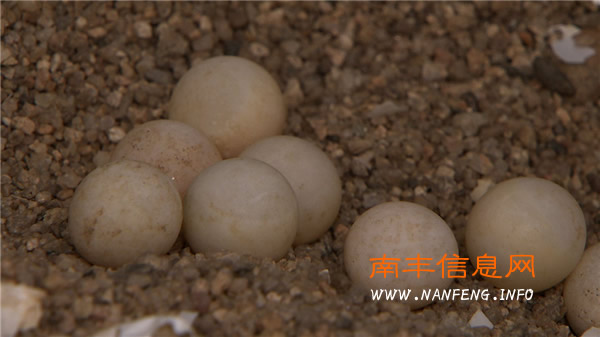 南丰打工仔讨薪失败被逼变身创富明星
