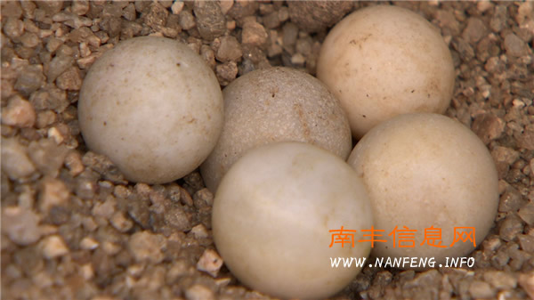南丰打工仔讨薪失败被逼变身创富明星